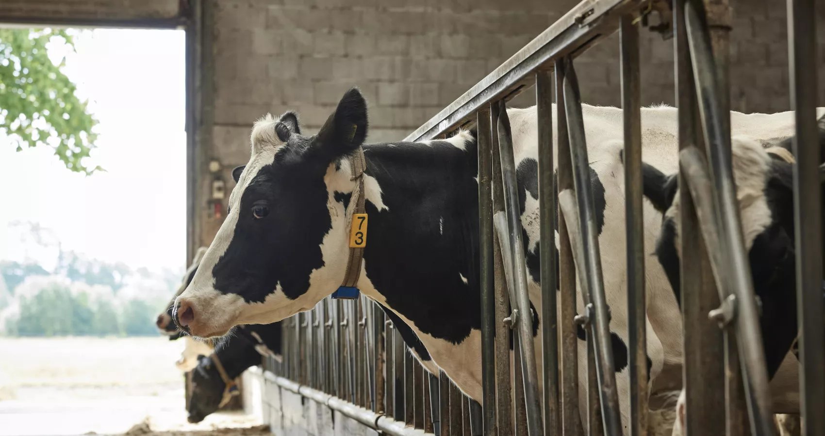 Engineero JN4018 copy min