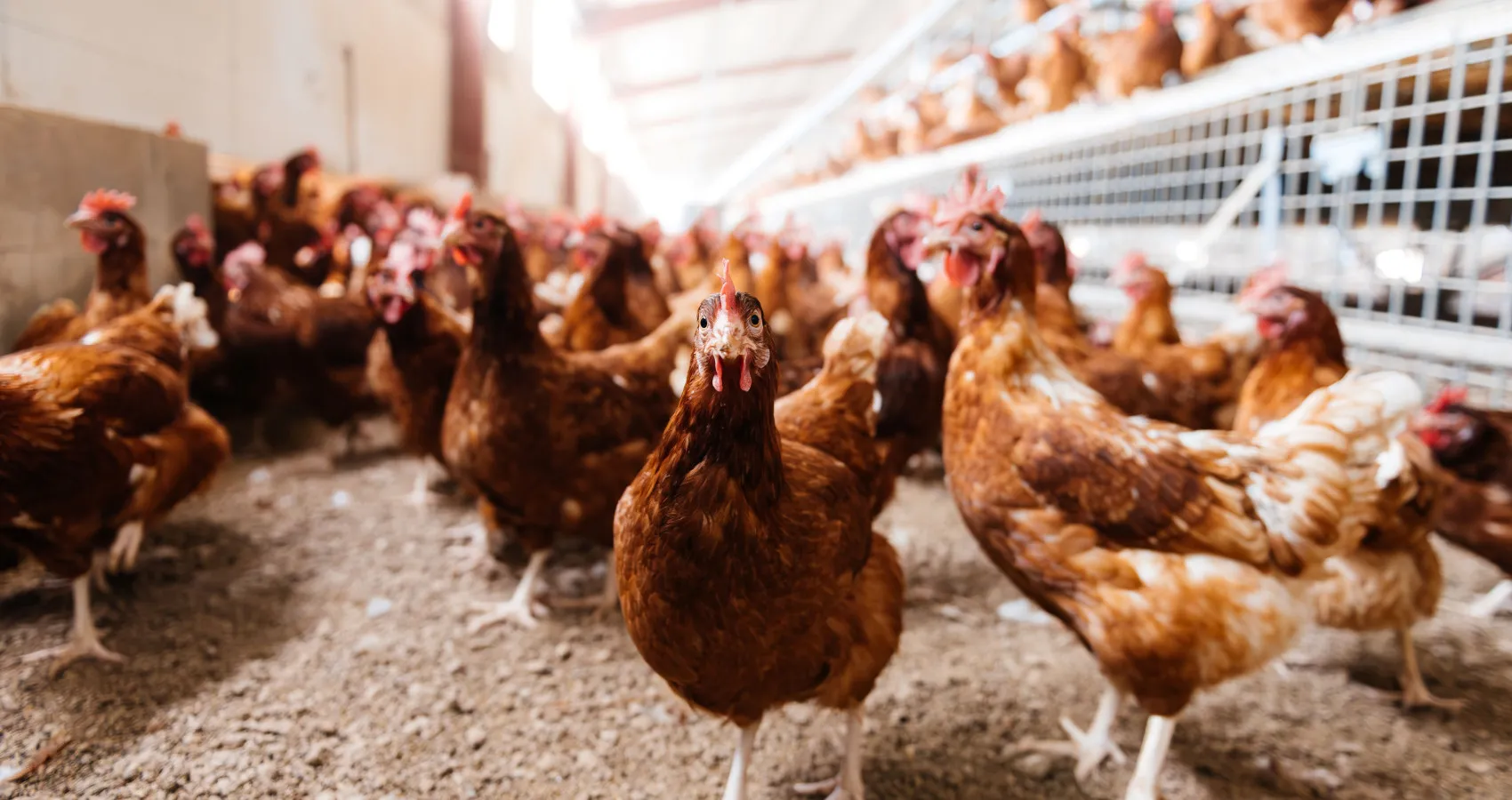 shutterstock 2364863827 lr v3